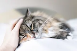Closeup portrait of cute sad calico maine coon cat lying on bed in bedroom room, being massaged, petted stroked on forehead behind ears